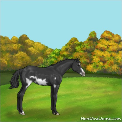 Horse Color:Black Frame Appaloosa 
