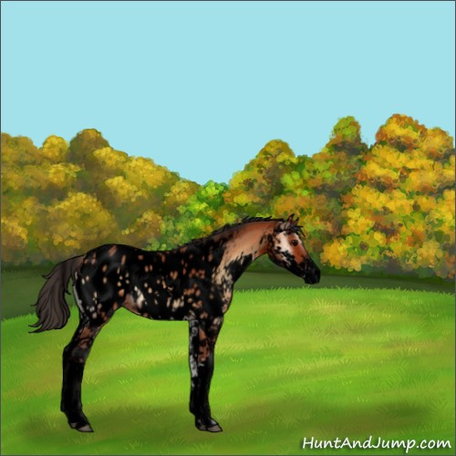 Horse Color:Void Bay Onyx Sabino Appaloosa 