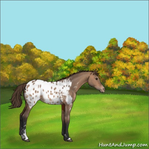 Horse Color:Brown Dun Sabino Appaloosa 
