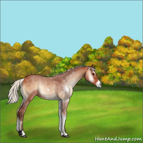 Horse Color:Void Silver Bay Onyx 