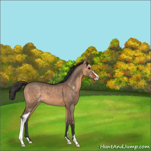 Horse Color:Brown Dun Sabino 