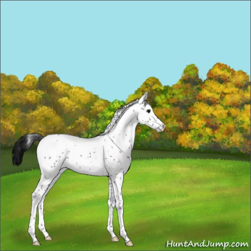 Horse Color:White Spotted Black 