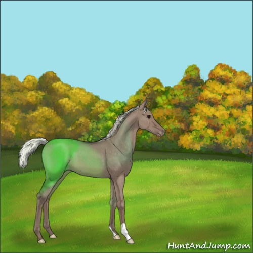 Horse Color:Silver Grullo Appaloosa 