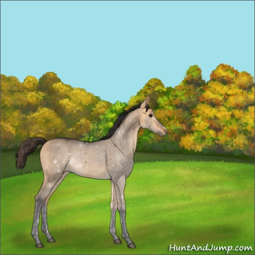 Horse Color:Void Buckskin Dun Sabino 