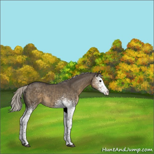 Horse Color:White Spotted Silver Smoky Grullo 