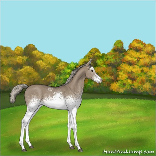 Horse Color:White Spotted Silver Smoky Grullo 