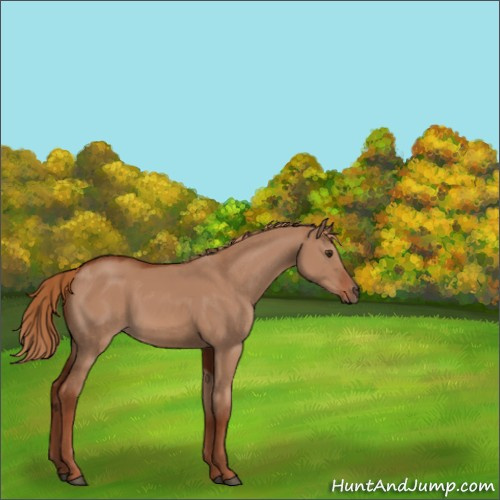 Horse Color:Red Dun 