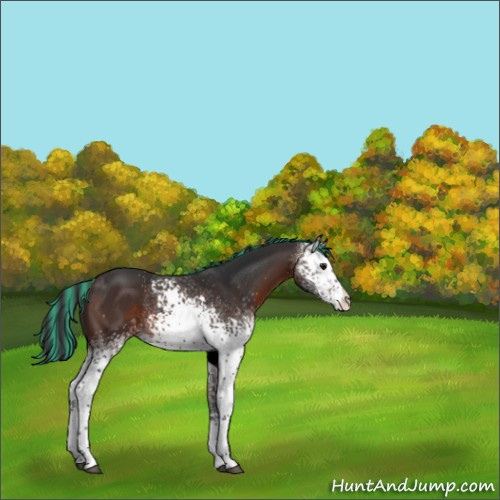 Horse Color:Painted White Spotted Brown 