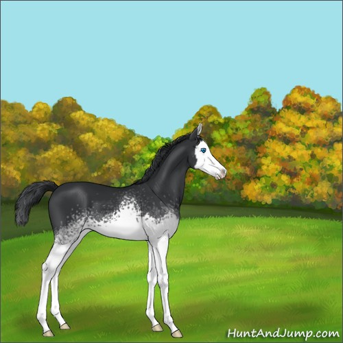 Horse Color:White Spotted Black Splash 