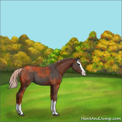Horse Color:Silver Black Sabino Splash Appaloosa 