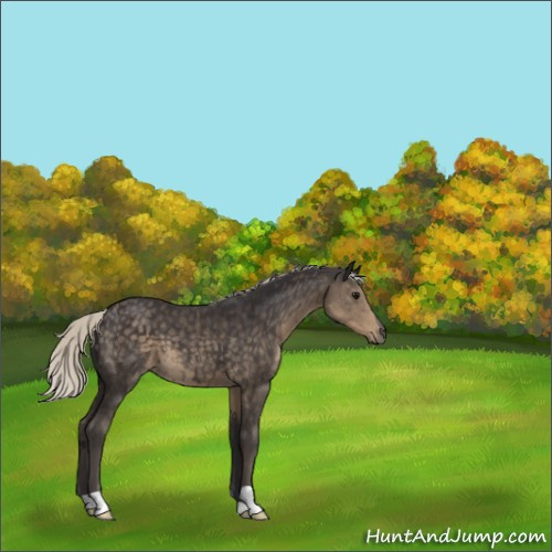 Horse Color:Silver Smoky Black 