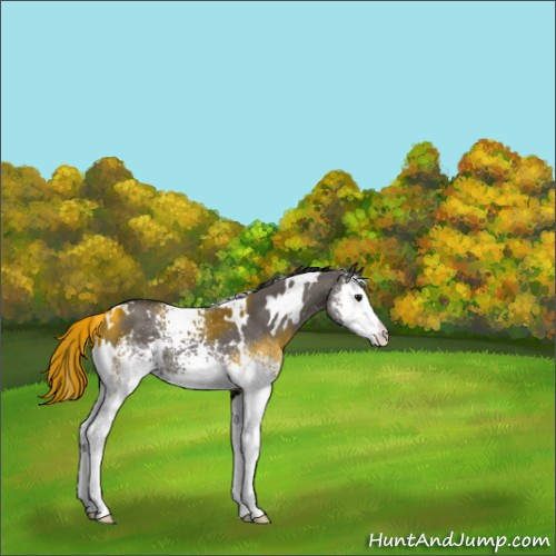 Horse Color:White Spotted Grullo Splash 