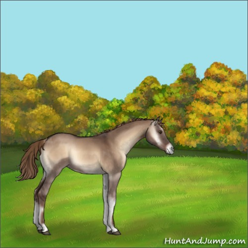 Horse Color:Void Liver Red Dun Onyx 