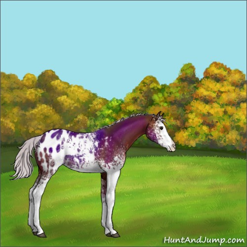 Horse Color:White Spotted Silver Brown Appaloosa 