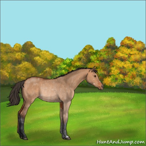 Horse Color:Bay Dun Rabicano 