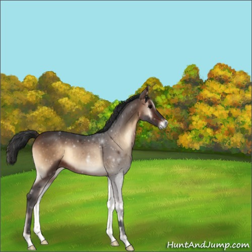 Horse Color:Void Bay Onyx 