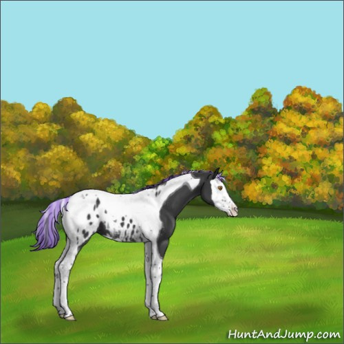 Horse Color:Painted Black Splash Tobiano Appaloosa 
