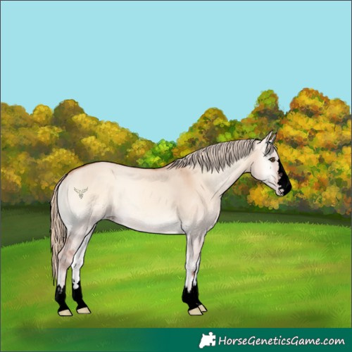 Horse Color:Void Gold Champagne Onyx 