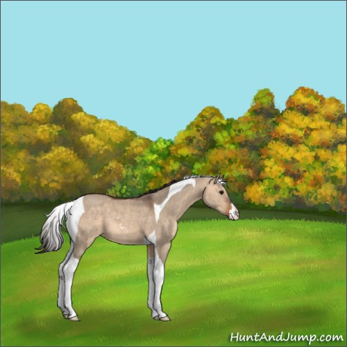Horse Color:Bay Dun Sabino Tobiano 