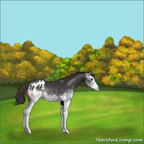 Horse Color:White Spotted Smoky Black Sabino Appaloosa Rabicano 