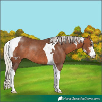 Horse Color:Silver Brown Sabino Tobiano Rabicano