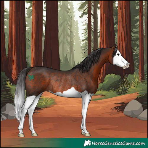 Horse Color:Bay Splash Rabicano