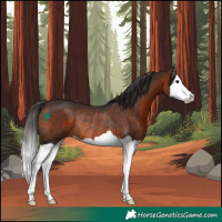 Horse Color:Bay Splash Rabicano 