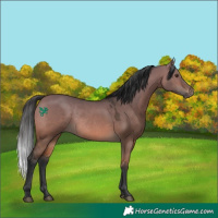 Horse Color:Bay Dun Rabicano 