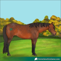 Horse Color:Bay 