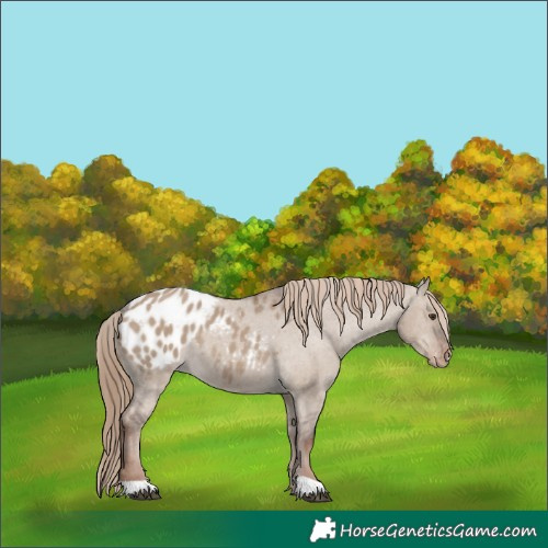 Horse Color:Liver Red Dun Appaloosa 