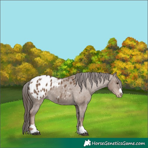 Horse Color:Liver Red Dun Appaloosa 
