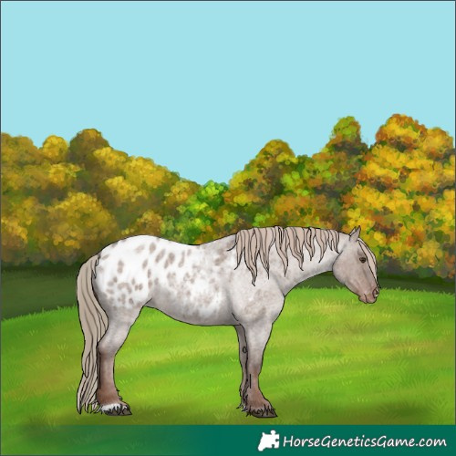 Horse Color:Liver Red Dun Roan Appaloosa 