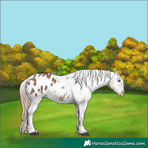 Horse Color:Liver Red Dun Appaloosa 