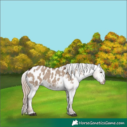 Horse Color:Liver Red Dun Appaloosa Rabicano 