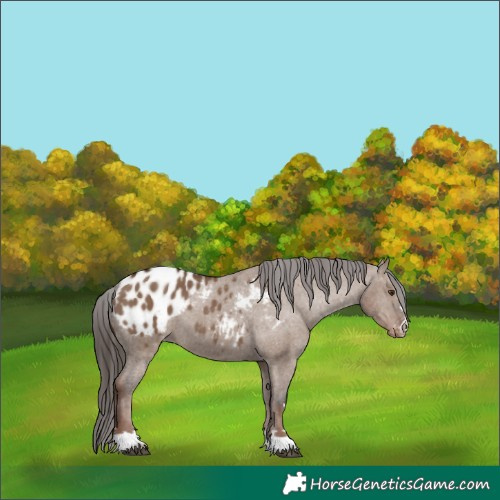 Horse Color:Liver Red Dun Appaloosa 