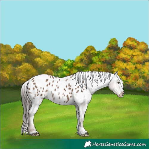 Horse Color:Liver Red Dun Appaloosa Rabicano 