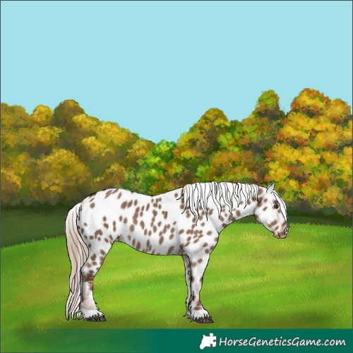 Horse Color:Liver Red Dun Appaloosa Rabicano 