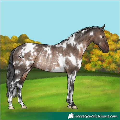Horse Color:White Spotted Brown Dun Rabicano 