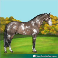 Horse Color:White Spotted Brown Dun Sabino Rabicano 