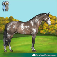 Horse Color:White Spotted Brown Dun Sabino Rabicano