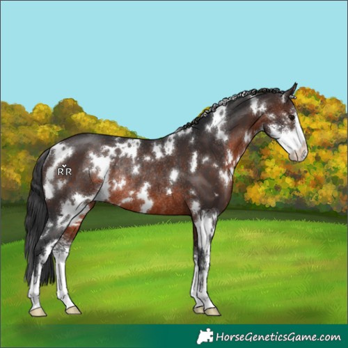 Horse Color:White Spotted Brown Sabino Rabicano 