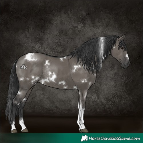 Horse Color:White Spotted Grullo Tobiano Rabicano 