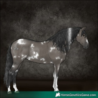 Horse Color:White Spotted Grullo Tobiano Rabicano 