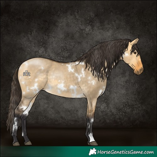 Horse Color:White Spotted Buckskin Dun Rabicano 