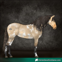 Horse Color:White Spotted Buckskin Dun Rabicano
