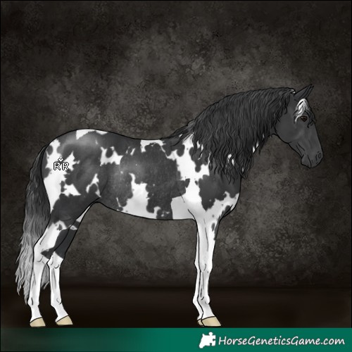 Horse Color:White Spotted Black Tobiano Rabicano
