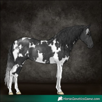 Horse Color:White Spotted Black Tobiano Rabicano 