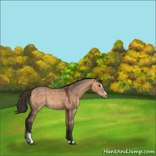 Horse Color:Bay Dun Sabino 
