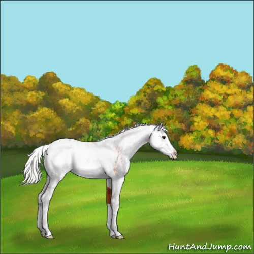 Horse Color:Silver Bay Sabino Rabicano 