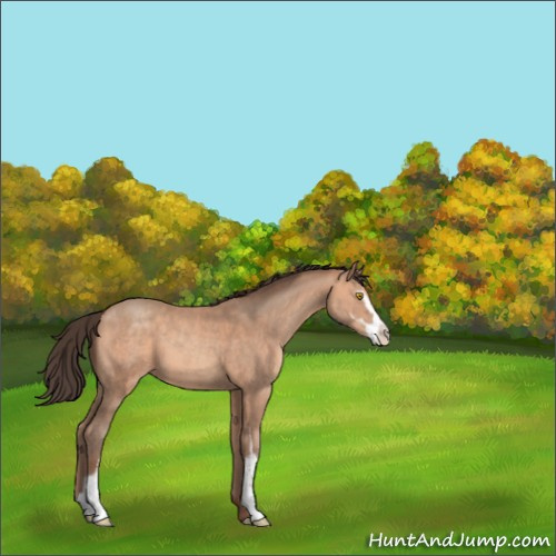 Horse Color:Amber Champagne Sabino 
